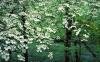 Dogwood Trees in Bloom, Great Smoky Mountains National Park, Tennessee